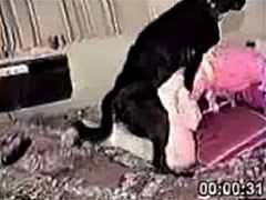 Homemade dog sex video
